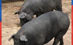 当前养猪，什么品种最赚钱？