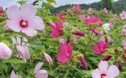 芙蓉种子种植技术有哪些关键步骤？