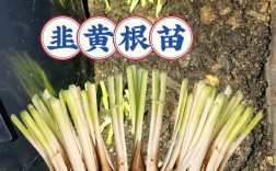 cctv韭黄栽培技术