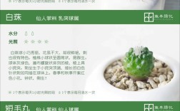 仙人掌品种到底有多少种？