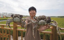 水稻养蟹技术视频怎么操作？