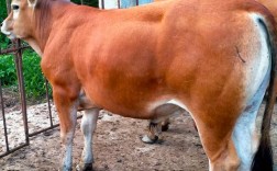 杂交牛与品种牛，哪个更好？