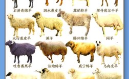 国内哪种羊的品种更好