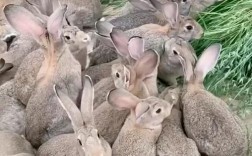 肉皮俭用的兔品种图片