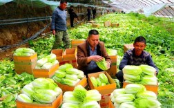 大白菜秋季栽培品种