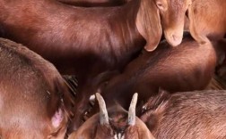 安徽适合养什么羊品种？