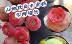 玫瑰多肉有哪些品种？