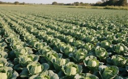 甘蓝露地种植技术视频有哪些要点？