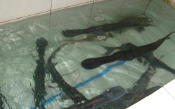 哪里有鸭嘴鱼养殖技术