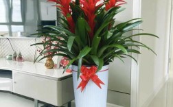 鸿运当头有哪些常见品种？