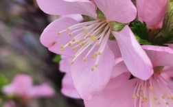 粉色梅花是什么品种？