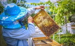 春节养蜂注意管理技术