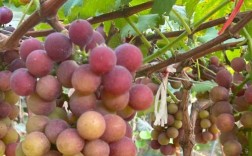 大葡萄是什么品种？