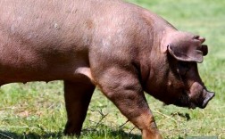 哪种大型猪品种最好？