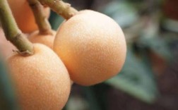 枇杷哪个品种又大又早