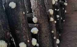 福建银耳种植技术视频，如何掌握关键步骤？