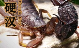 蝎子品种有哪些？常见蝎子图片大全？