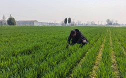 小麦高产种植技术视频，如何实现高产？