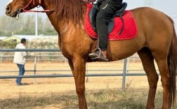 云南适合养殖哪些马品种？