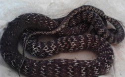 黑色水律蛇是何种稀有蛇类？