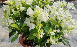 白色三角梅分哪些品种？