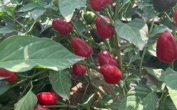 2025辣椒收购价会涨还是跌？