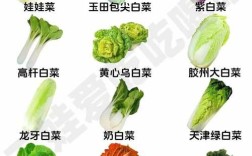 小白菜到底有多少个品种？