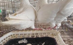 家庭肉鸽养殖视频怎么学技术？