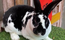 獭兔哪个品种最好养？