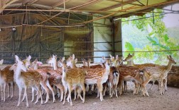 鹿的养殖品种有哪些？