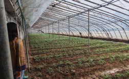 大棚葡萄套种草莓，如何实现高效共生？