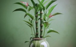 富贵竹品种到底有多少？