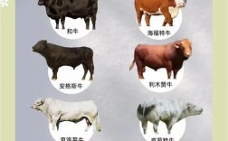 役用肉牛品种怎么选？