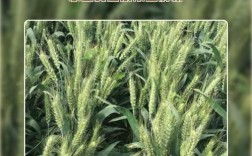 济麦22小麦品种简介