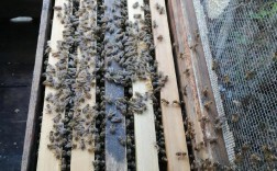 2025养蜂技术新在哪？关键要点有哪些？