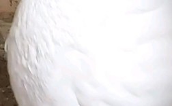 养肉鸽选什么品种最合适？