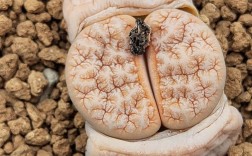 好品种生石花价格范围是多少？