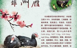 非洲雁养殖利润高吗？技术难点有哪些？