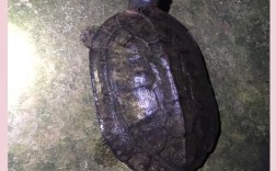 2025年黑颈龟苗价格会涨还是跌？