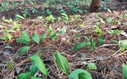 中药材种植选什么品种好？