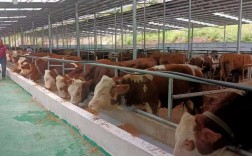 农村养牛技术视频，新手能学会吗？