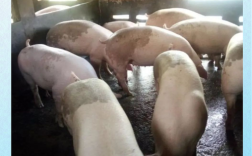 三元杂交猪有哪些典型品种特征？