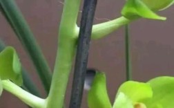 蕙兰素花有哪些品种