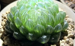 湖北露养多肉，哪些品种能扛住？