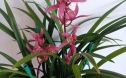 北方适合室内养的兰花有哪些品种？