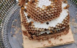 胡蜂室内养殖技术如何安全高效？