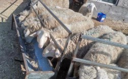 吉林小尾寒羊最新价格多少？