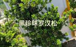 黑珍珠罗汉松有何独特魅力？