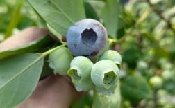 蓝莓南高丛主要品种有哪些？