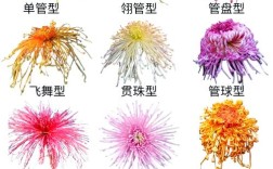 菊花品种有多少？常见种类图片看这里。